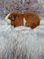 Nederland! Us Teddy Beer, Mannelijk, Cavia, Tam