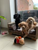 Rieten hondenmand te koop met extra kussen - amper gebruikt, Enlèvement