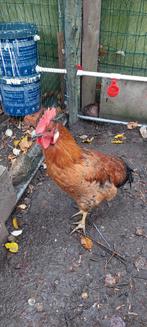 Haan, Dieren en Toebehoren, Vogels | Overige Vogels