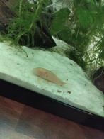 5 albino corydoras 13 euro, Dieren en Toebehoren, Vissen | Aquariumvissen, Vis