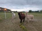 Alpaca's: merries en ruinen, halstertam en wandelen graag, Dieren en Toebehoren