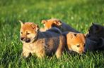 Shiba inu pups, Dieren en Toebehoren, 15 weken tot 1 jaar, Buitenland, Poolhond, Meerdere