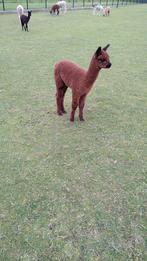 Alpaca merrie's en hengst, Dieren en Toebehoren