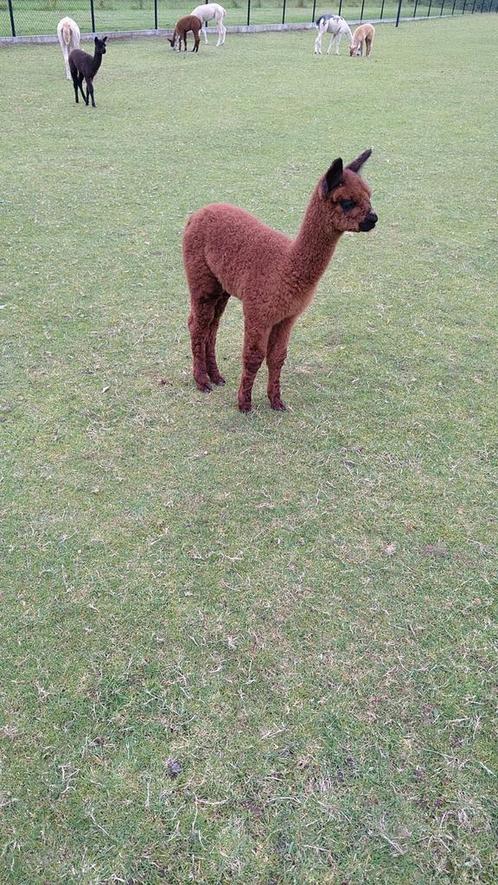 Alpaca merrie's en hengst, Dieren en Toebehoren, Overige Dieren