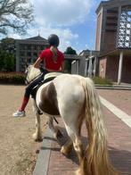 Tinker merrie pssm vrij, Dieren en Toebehoren, Merrie, Gechipt, Zadelmak, 3 tot 6 jaar