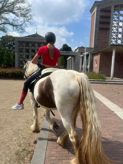 Tinker merrie pssm vrij, Dieren en Toebehoren, Pony's, Merrie, Zadelmak, D pony (1.37m tot 1.48m), Recreatiepony, 3 tot 6 jaar
