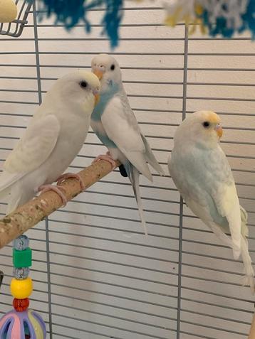 3 jonge grasparkietjes beschikbaar voor biedingen