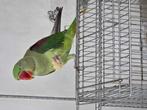Grote Alexander Parkiet - Tam & Praat, Dieren en Toebehoren, Vogels | Parkieten en Papegaaien, Parkiet, Tam