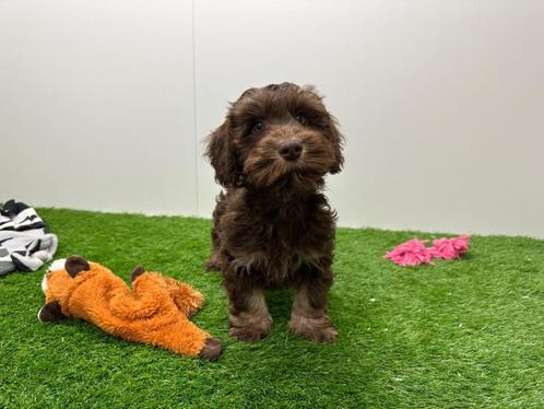 Havanezer Puber pups - Kleine taille - Chocolat & tan, Dieren en Toebehoren, Honden | Chihuahua's en Gezelschapshonden, Reu, Overige rassen