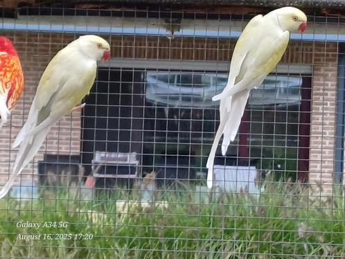 halsband parkiet MAN crèmeino 2024, Dieren en Toebehoren, Vogels | Parkieten en Papegaaien, Parkiet