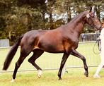 Lieve KWPN IBOP merrie Sorento x Welt Hit II, Dieren en Toebehoren, Paarden, Merrie