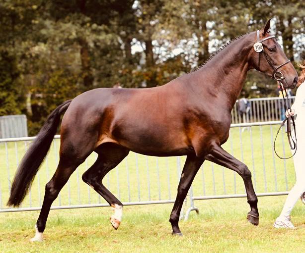 Lieve KWPN IBOP merrie Sorento x Welt Hit II, Dieren en Toebehoren, Paarden, Merrie