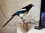 Nieuwe Opgezette Ekster Top Conditie Taxidermie !!!, Animal empaillé, Enlèvement ou Envoi, Neuf, Oiseaux