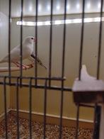 Padda's wit, bont, opaal