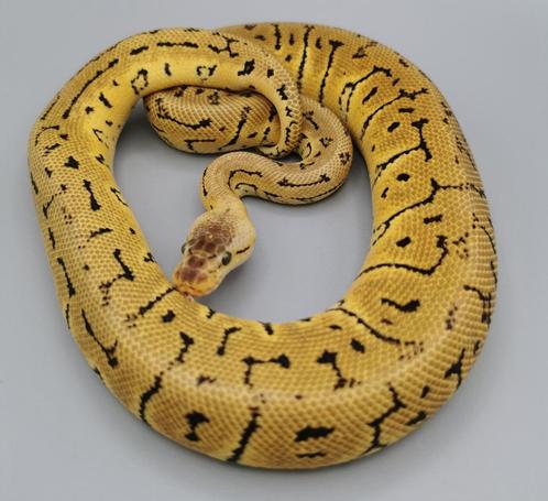 Python regius, Crypton Lemonblast (100% het clown & cryptic), Dieren en Toebehoren, Reptielen en Amfibieën, Slang, 0 tot 2 jaar