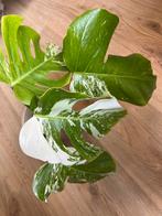 Monstera Albo Variegata plantje, Huis en Inrichting, Kamerplanten, Ophalen
