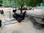 Rhode Island Red Ras Kippen, Dieren en Toebehoren, Pluimvee