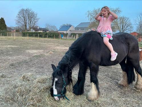 Tinker merrie 17jaar, Dieren en Toebehoren, Paarden, Merrie
