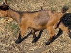 Heel mooi dwerggeitje, Dieren en Toebehoren, Mannelijk, Geit, 0 tot 2 jaar