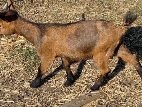 Heel mooi dwerggeitje, Dieren en Toebehoren, Schapen, Geiten en Varkens, Geit, Mannelijk, 0 tot 2 jaar
