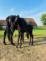 PRE hengst veulen, Dieren en Toebehoren, Paarden, Gechipt, Niet van toepassing, Dressuurpaard, 0 tot 2 jaar