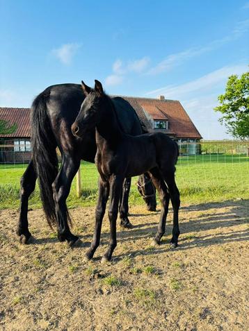 PRE hengst veulen beschikbaar voor biedingen