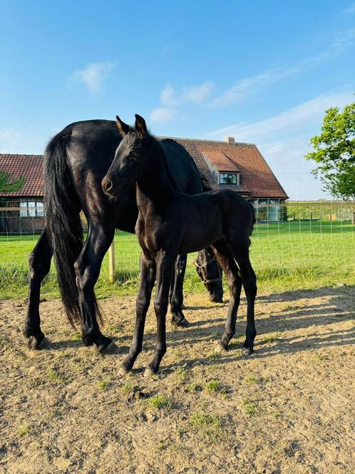 PRE hengst veulen, Dieren en Toebehoren, Paarden, Hengst, Niet van toepassing, 165 tot 170 cm, 0 tot 2 jaar, Dressuurpaard, Met stamboom
