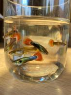 Jongvolwassen guppy (kleur +- duidelijk), Vis, Zoetwatervis