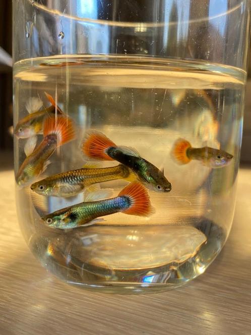 Jongvolwassen guppy (kleur +- duidelijk), Dieren en Toebehoren, Vissen | Aquariumvissen, Zoetwatervis, Vis