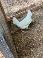 Witte leghorn, Dieren en Toebehoren, Pluimvee