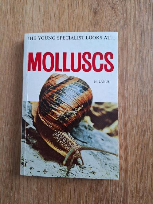The young specialist looks at Molluscs, Verzamelen, Mineralen en Fossielen, Schelp(en), Ophalen of Verzenden