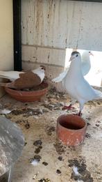 Afghan duiven alles samen 150€., Dieren en Toebehoren, Vogels | Duiven