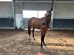 3-jarig springpaard, Dieren en Toebehoren, Paarden, Springpaard, Gechipt, Ruin, Onbeleerd