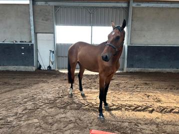 3-jarig springpaard, Hongre, Vermifugé, 170 à 175 cm, 3 à 6 ans