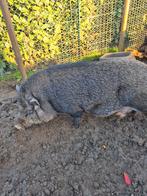 2 hangbuikzwijntjes, Animaux & Accessoires, Moutons, Chèvres & Cochons, Femelle, Porcs, 0 à 2 ans