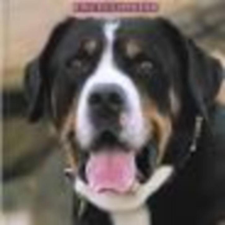 De grote honden encyclopedie Esther Verhoef, Boeken, Dieren en Huisdieren, Zo goed als nieuw, Honden, Ophalen of Verzenden