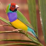 gouldamadines, Dieren en Toebehoren, Vogels | Overige Vogels, Meerdere dieren, Tropenvogel, Geringd