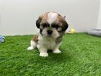 Nestje Shih Tzu pups, België, Overige rassen, CDV (hondenziekte), 8 tot 15 weken