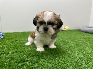 Nid de chiots Shih Tzu, Autres races, Plusieurs, Parvovirose, Belgique