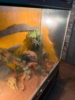 Terrarium met toebehoren en mannelijke baardagaam, Dieren en Toebehoren, Overige soorten, Met terrarium, 3 tot 6 jaar