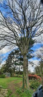 Arbres à abattre, 6 m³ ou plus, Troncs d'arbres, Enlèvement, Chêne