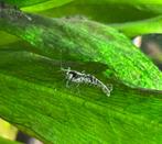 Japonica Garnalen (Caridina Japonica), Animaux & Accessoires, Homard, Crabe ou Crevette, Poisson d'eau douce