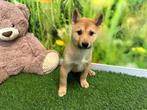 Shiba Inu pups, Dieren en Toebehoren, Honden | Poolhonden, Keeshonden en Oertypen, CDV (hondenziekte), Meerdere, 8 tot 15 weken