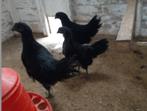 ayam cemani broed eitjes, Geslacht onbekend, Kip