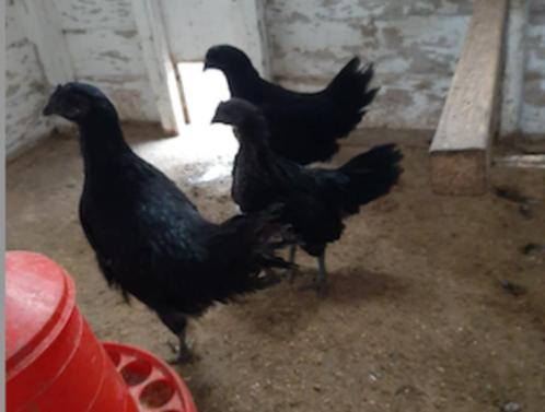 ayam cemani broed eitjes, Dieren en Toebehoren, Pluimvee, Kip, Geslacht onbekend