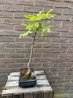 Bonsai - honingboom- Styphnolobium japonicum, Ophalen