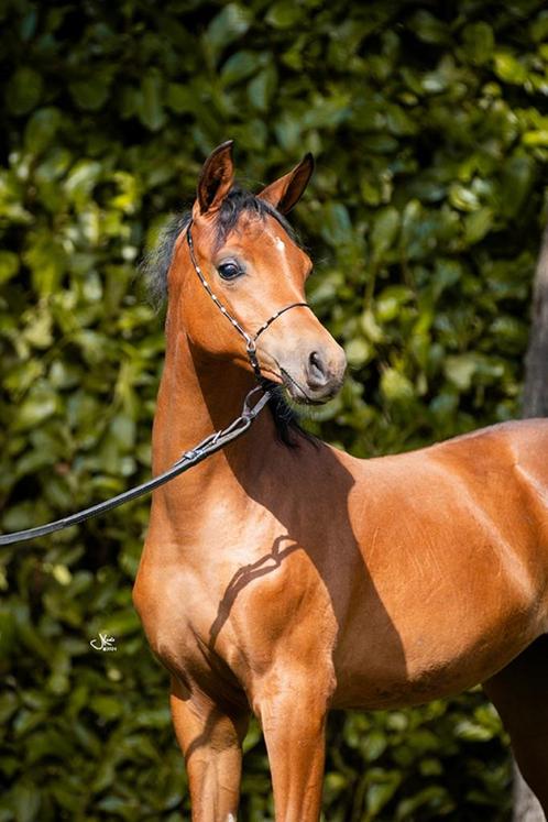 Arabische Volbloed merrie, Dieren en Toebehoren, Paarden, Merrie, Onbeleerd, Minder dan 160 cm, 0 tot 2 jaar, Met stamboom, Gechipt