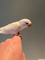 TAM fischerie , dwergpapegaai lovebird , 8 weken oud, Dieren en Toebehoren, Vogels | Parkieten en Papegaaien, Geslacht onbekend