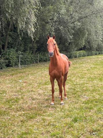 Grand poney welsh, Poney C (1.27 m à 1.37m), 11 ans ou plus, Hongre, Débourré