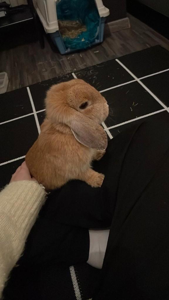 Tam dwergkonijn te geef, Dieren en Toebehoren, Konijnen, Dwerg, Vrouwelijk, 0 tot 2 jaar, Hangoor